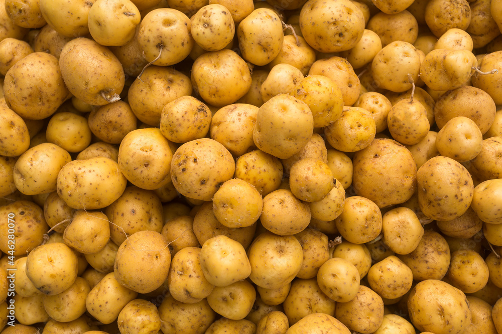 Solanum phureja - Organic creole potato in the traditional Colombian market Solanum phureja - Organic creole potato in the traditional Colombian market