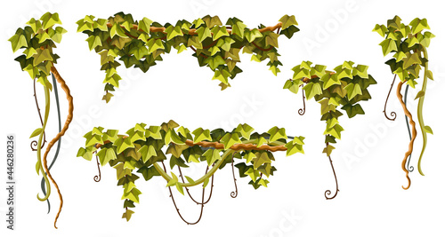 Liana branches, ivy and tropical leaves. Set of creeper jungle. Isolated cartoon vector hedera helix on white background.