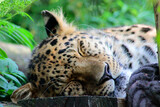 Schlafender Armurleopard 