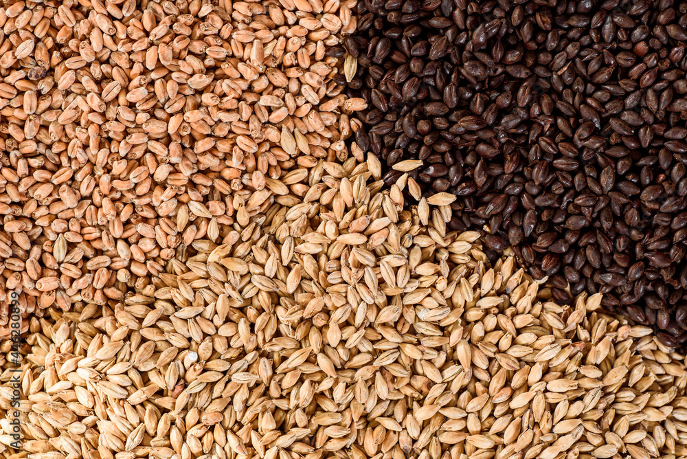 Malted grain close up. Mixed varieties of malted grain on a gray background. close-up. top view. flat lay. series of photos. space. High quality photo Malted grain close up. Mixed varieties of malted grain on a gray background. close-up. top view. flat lay. series of photos. space. High quality photo