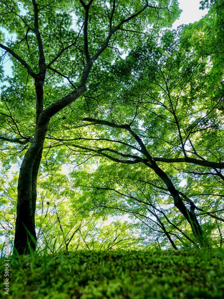 Obraz premium 公園の緑