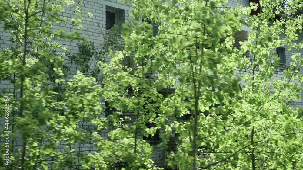 The wind blows on the leaves of young trees The wind blows on the leaves of young trees