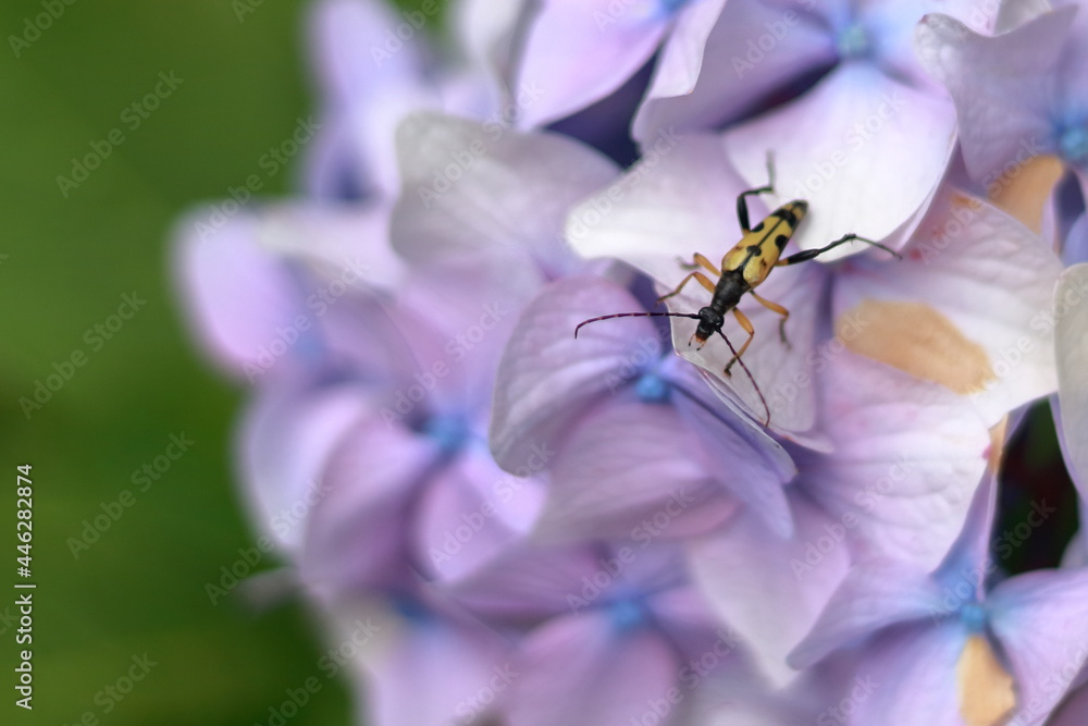 Fototapeta premium Bicho en hortensia
