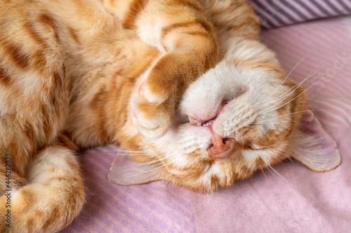 Adult ginger white cat sleeping sweetly with his head upside down. Domestic cat curled up and peacefully napping at home. Cat sleeps with its mouth slightly open close-up. Pet everyday life. © Maryia
