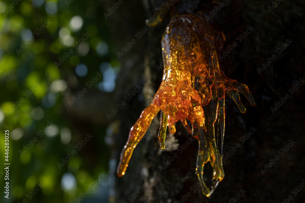 Fototapeta premium Resin on a cherry tree