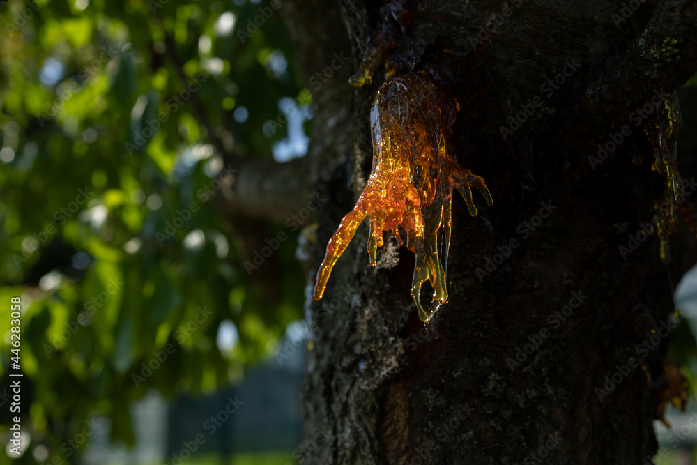 Resin on a cherry tree Resin on a cherry tree