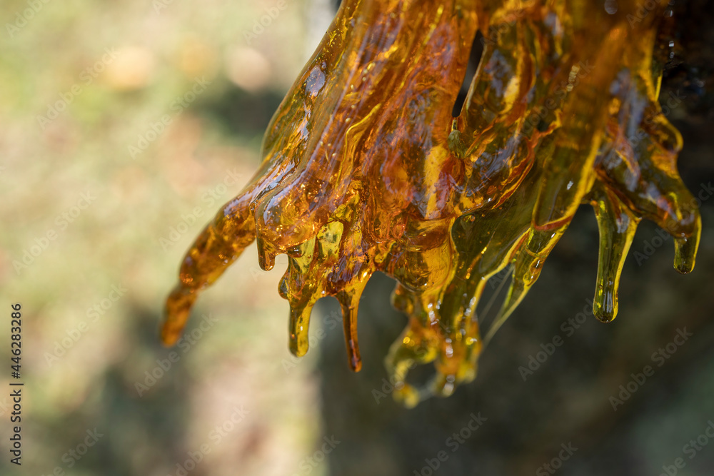 Resin on a cherry tree Resin on a cherry tree