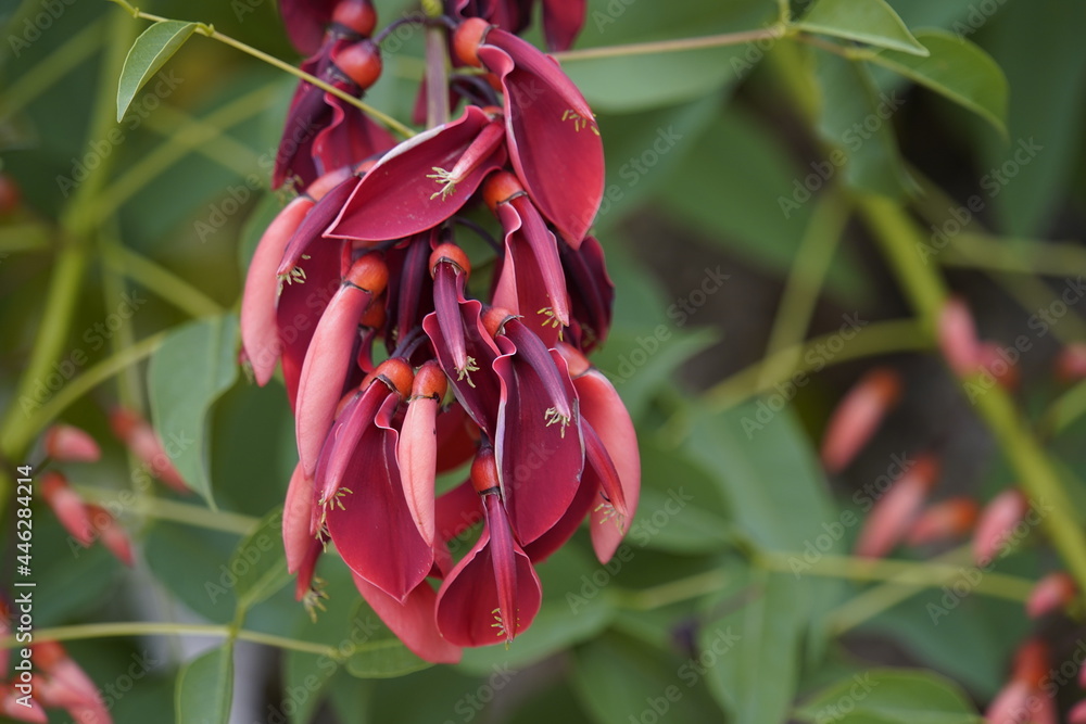 Beautiful flowers of Erythrina crista-galli. Fabaceae family. Beautiful flowers of Erythrina crista-galli. Fabaceae family.