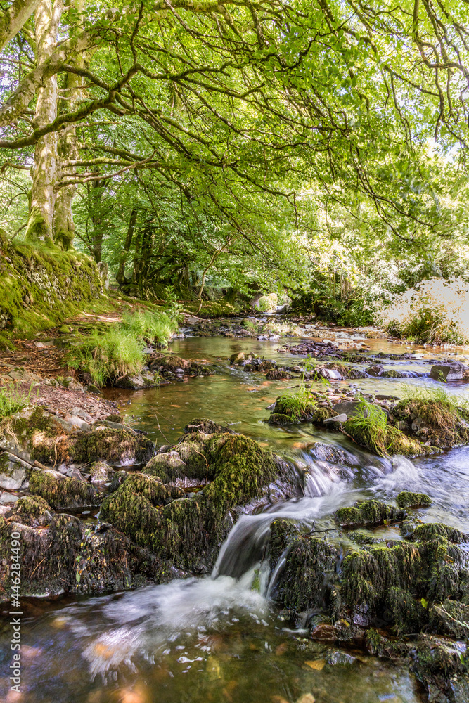 Old beech trees beside Weir Water on Exmoor National Park at Robbers Bridge near Oare, Somerset UK