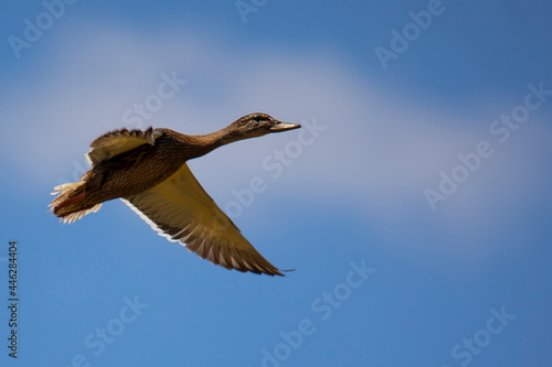 Mallard Duck in Free Flight in Blue Sk