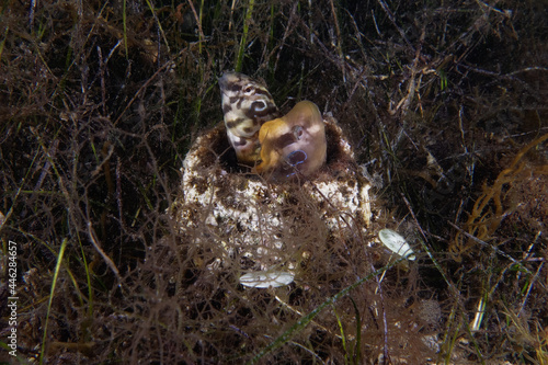 Peacock blenny (Salaria pavo) - Male and female photo