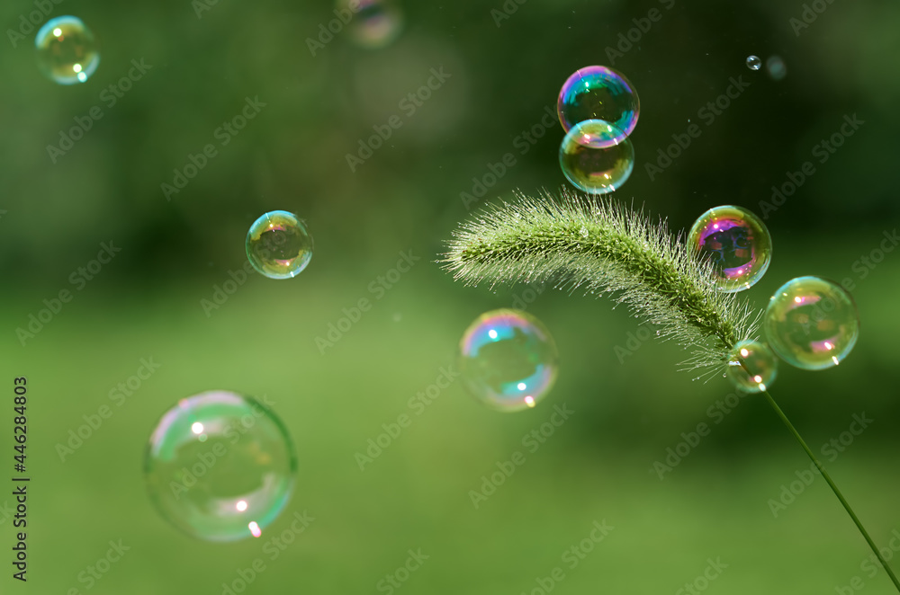 a spikelet with raindrops and flying soap bubbles