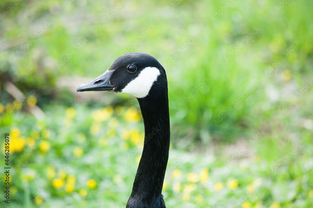 Canadian Goose perched in grass Canadian Goose perched in grass