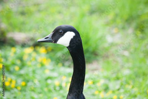 Canadian Goose perched on the ground