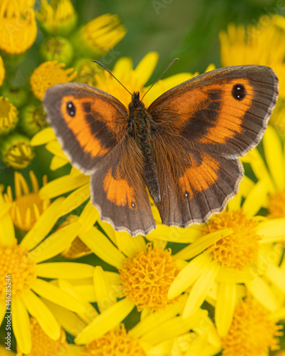 Gatekeeper butterfly on yellow flower
