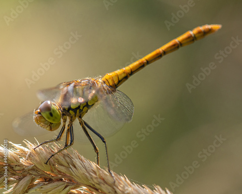 close up of a dragonfly