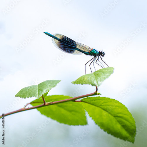 Demoiselle damselfly on a green leaf