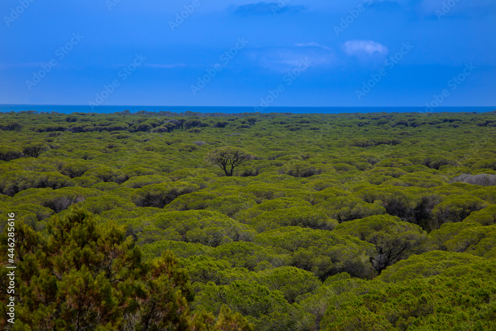  large pine forest in the Tuscan Maremma photographed from above