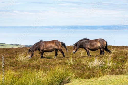 Exmoor National Park - Exmoor ponies on the highest point of Exmoor  Dunkery Beacon 1705 feet 520 metres  Somerset UK