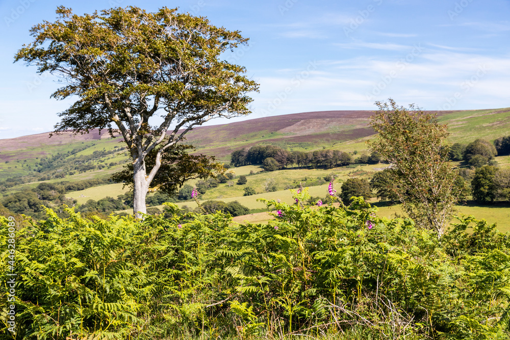 Fototapeta premium Exmoor National Park - Ferns and foxgloves on Dunkery Hill below Dunkery Beacon from Stoke Pero Common, Somerset UK
