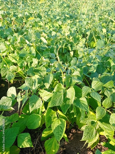 Bean flower