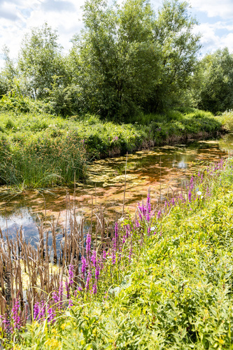 Lush summer growth at the Coombe Hill Canal Nature Reserve, Gloucestershire UK