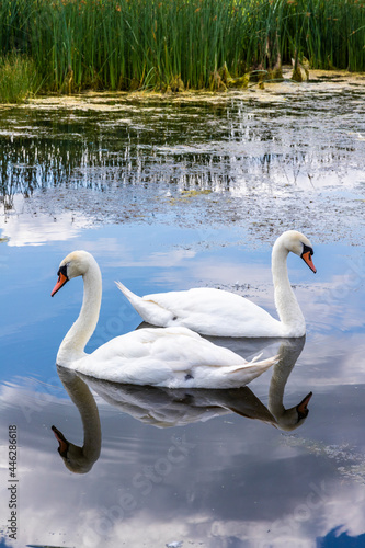 A pair of mute swans on the Snipe Pool at the Coombe Hill Canal and Meadows Nature Reserve  Coombe Hill  Gloucestershire UK