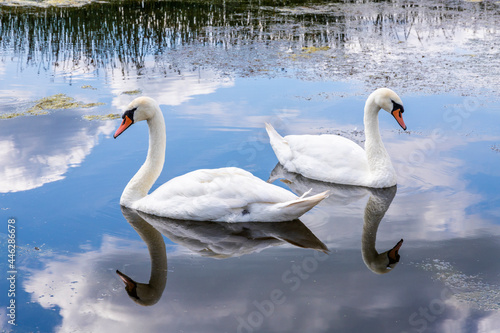 A pair of mute swans on the Snipe Pool at the Coombe Hill Canal and Meadows Nature Reserve, Coombe Hill, Gloucestershire UK © Stephen