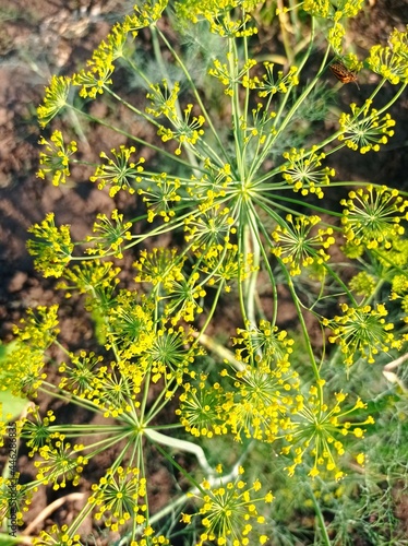 Dill in the garden