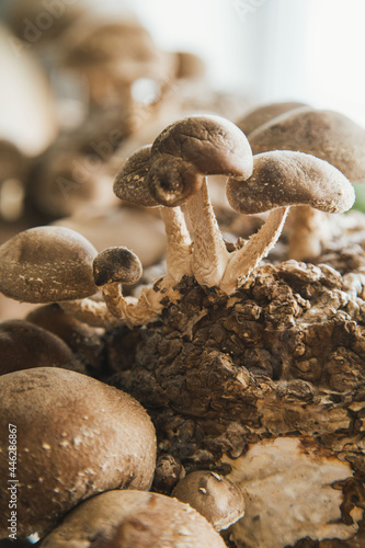 close up of shiitake mushrooms growing in the kitchen at home