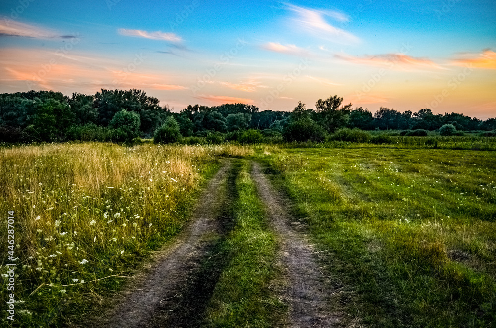 Obraz premium vineyard in the morning