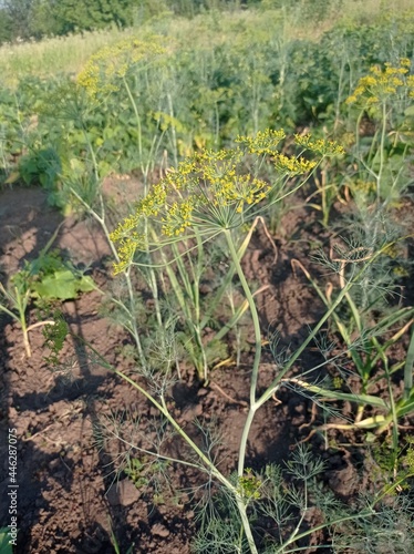 Dill in the garden
