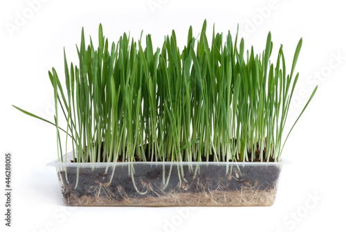 Homemade cat grass grown in a clear plastic container. Isolated on white, copy space for text.
