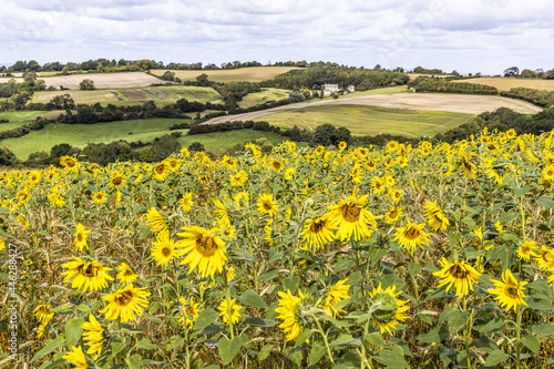 A field of sunflowers growing on the Cotswolds at Holcombe near the town of Painswick, Gloucestershire UK photo