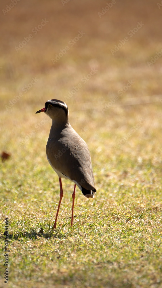 Obraz premium Crowned lapwing (Vanellus coronatus) at the botanical garden in Pretoria, South Africa
