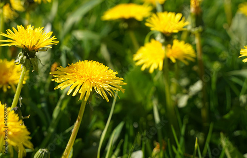 yellow dandelions on green grass
