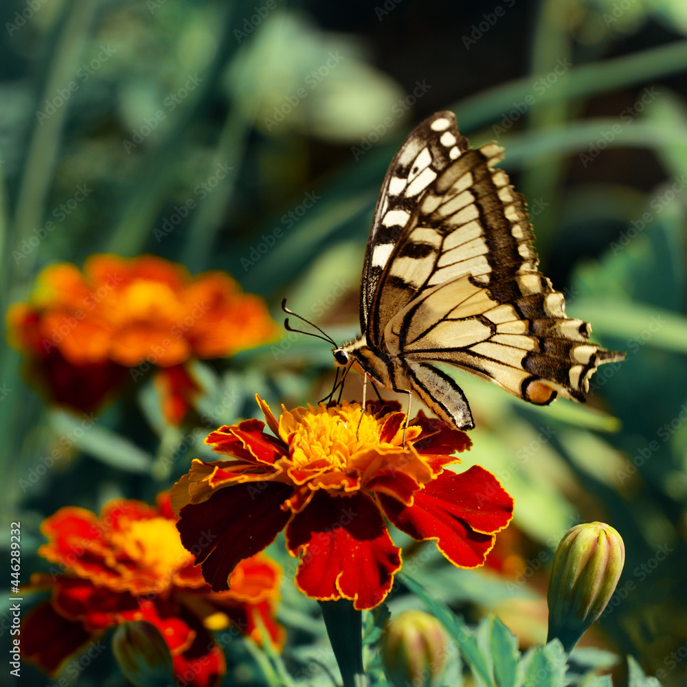 swallowtail close-up sits on a marigold in a flower bed