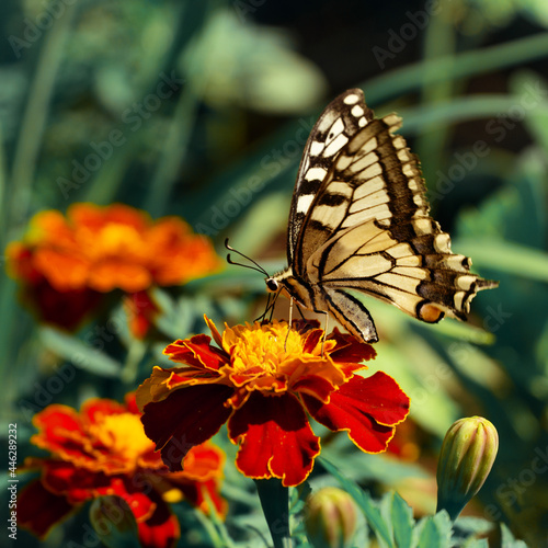 swallowtail close-up sits on a marigold in a flower bed