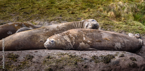 South Georgia elephant seals