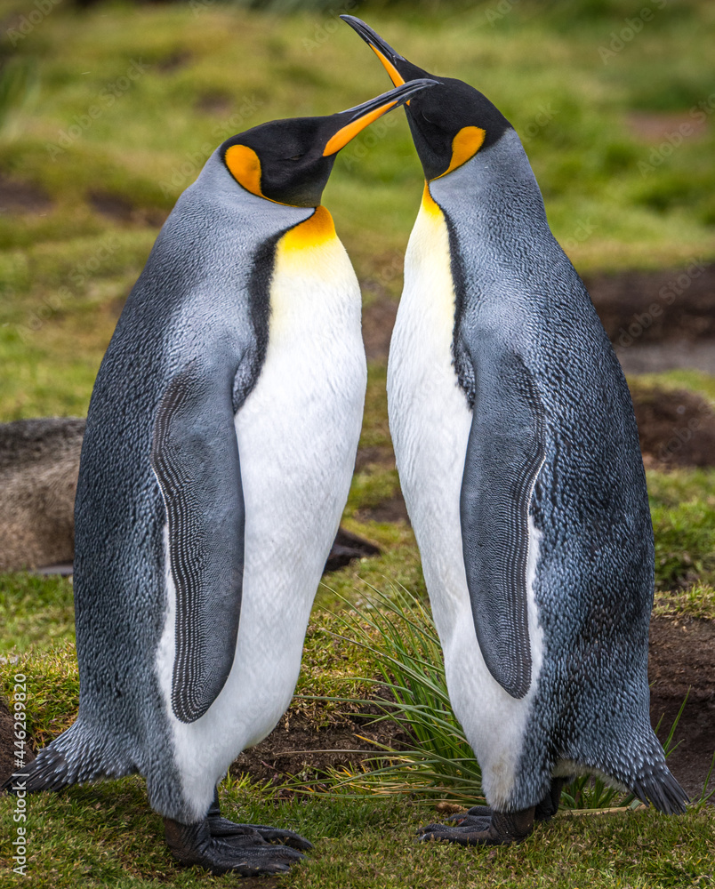 Fototapeta premium King penguins