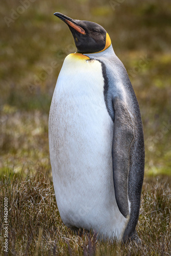 King penguin