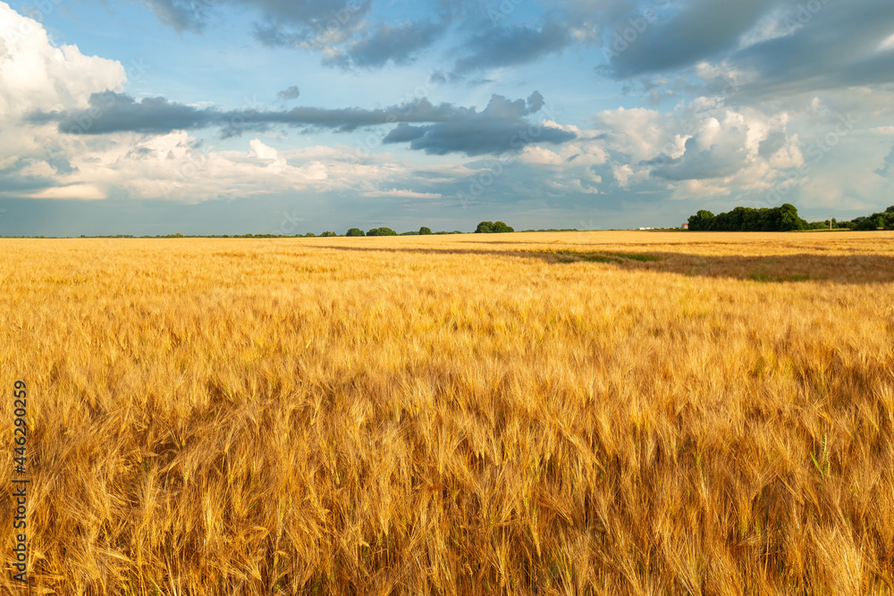Obraz premium Gold wheat field in summer time