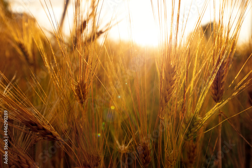 Gold wheat field in summer time