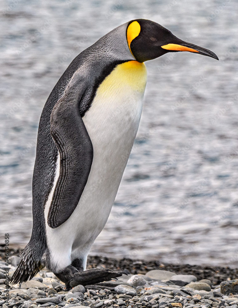 Naklejka premium King penguin