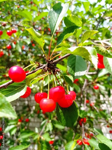 cherry tree