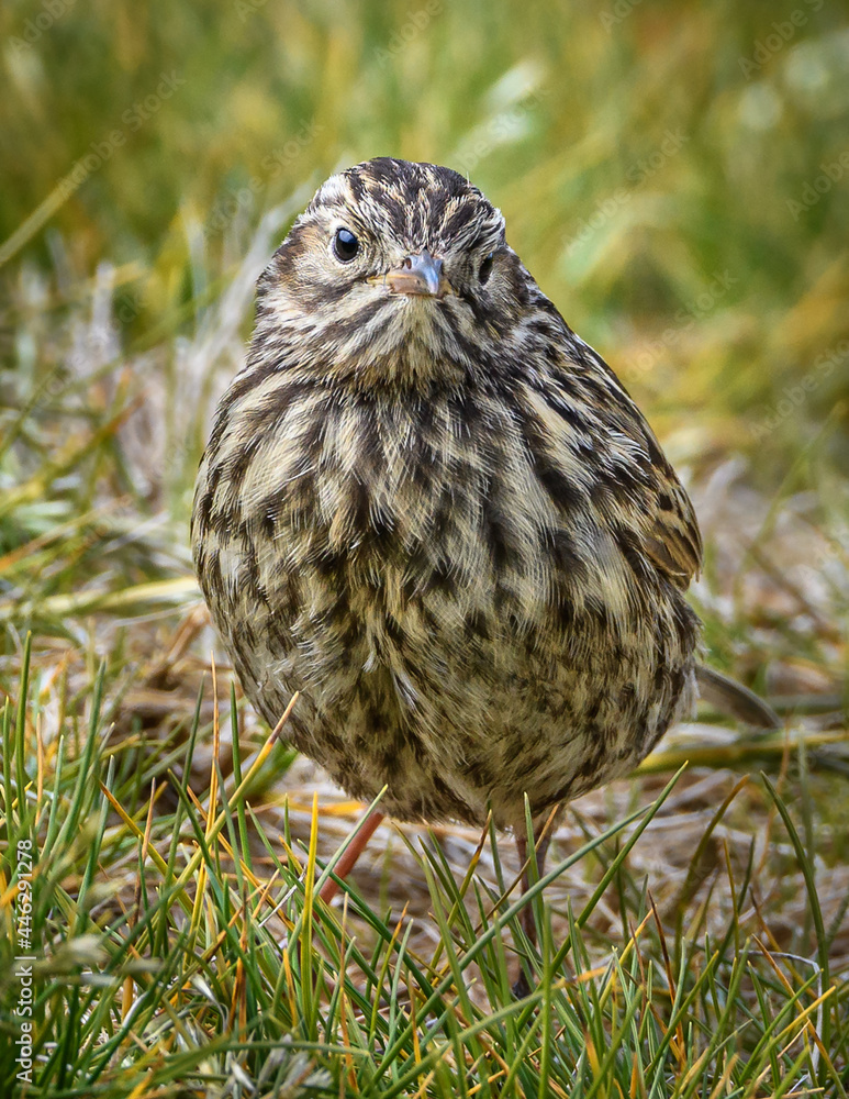 Fototapeta premium South Georgia bird