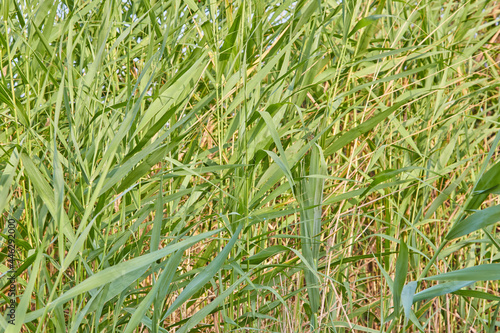 green wheat field