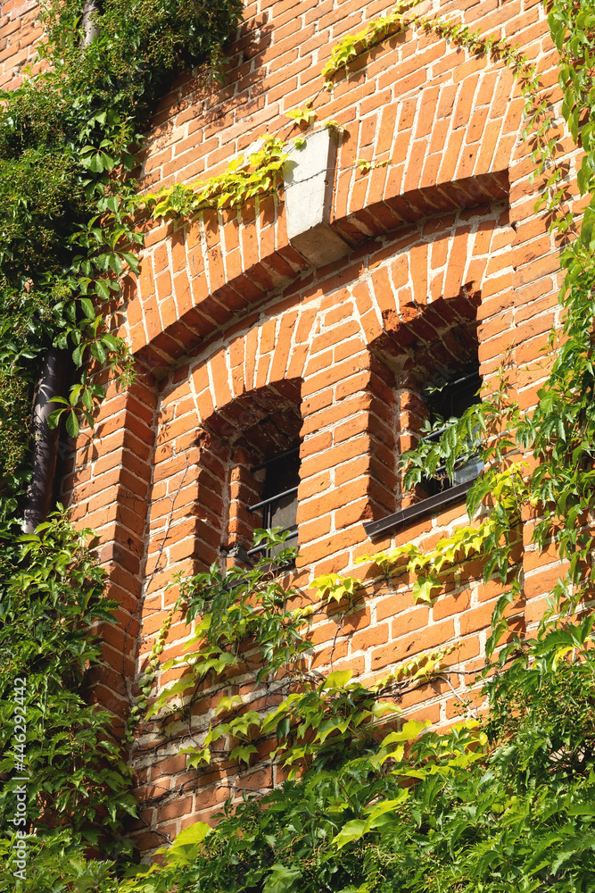 Two windows in an old castle with a red brick wall in green plants Two windows in an old castle with a red brick wall in green plants