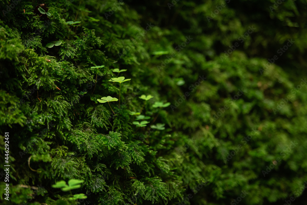 green clovers on dark forest green clovers on dark forest