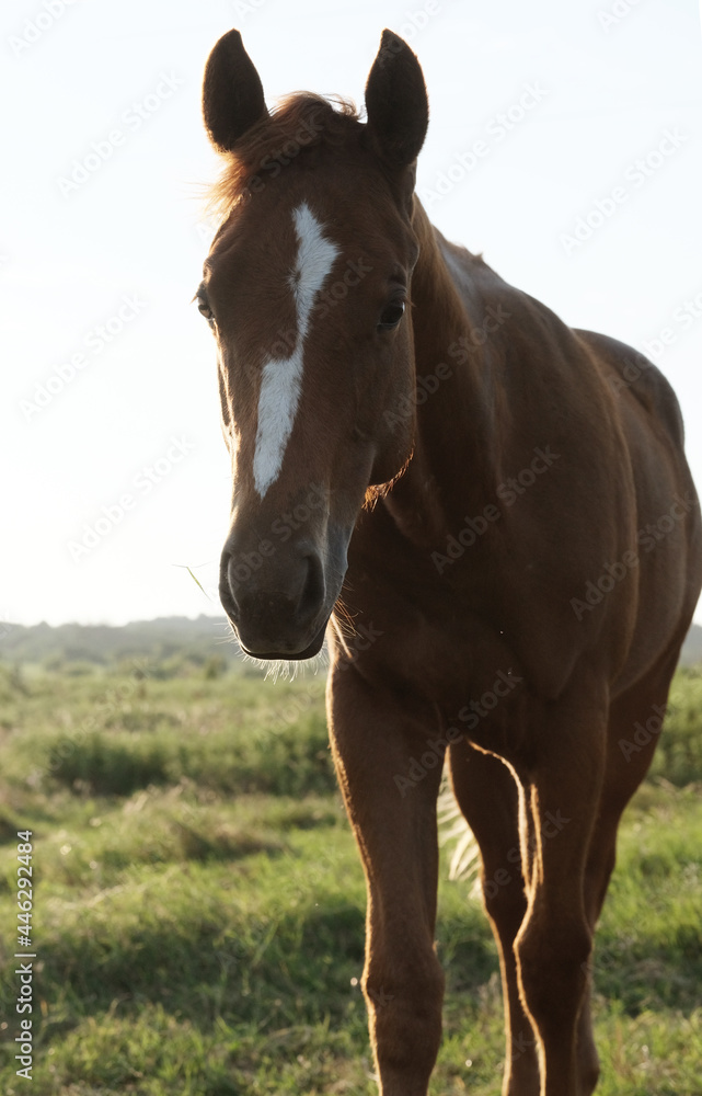 Filly foal horse in Texas field during summer on ranch. Filly foal horse in Texas field during summer on ranch.